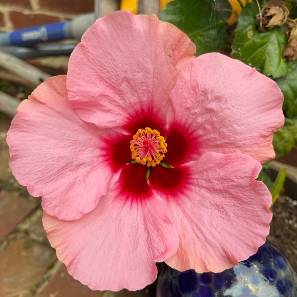 Meet your Posher, Ami - Picture 1 of 1